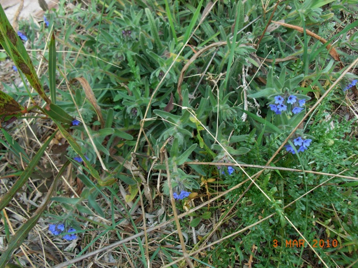 Boraginacea - Alkanna tinctoria